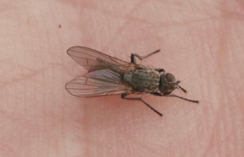 Réf. 318 543 : Fucellia sp.